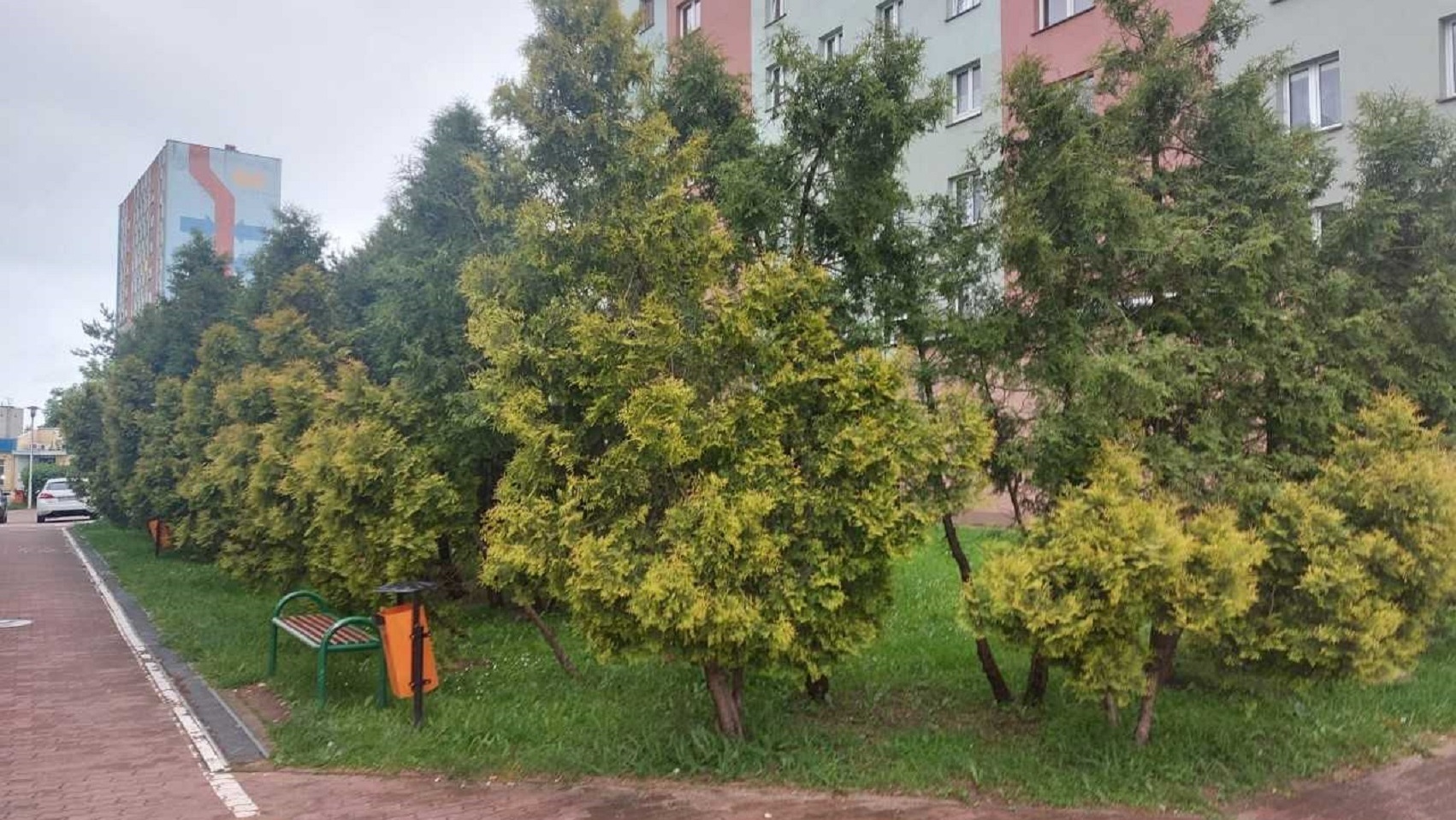 Aż 62 drzewa znajdujące się przy Pasażu Grande-Synthe planuje wyciąć Suwalska Spółdzielnia Mieszkaniowa