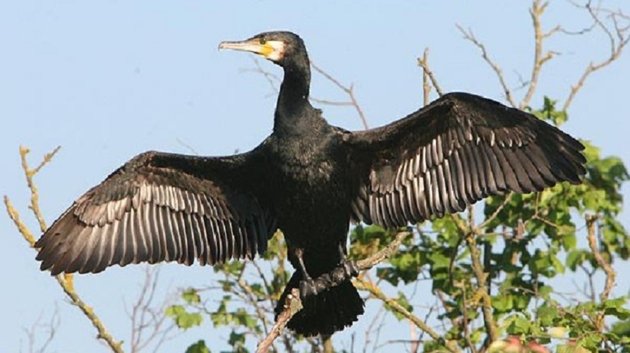 Opowieści różnej treści - jedni piszą o nich pieśni, inni by się ich pozbyli