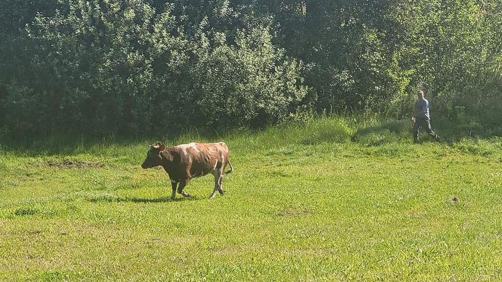 Krowa nie poczekała na strażaków i sama wyszła z bagna