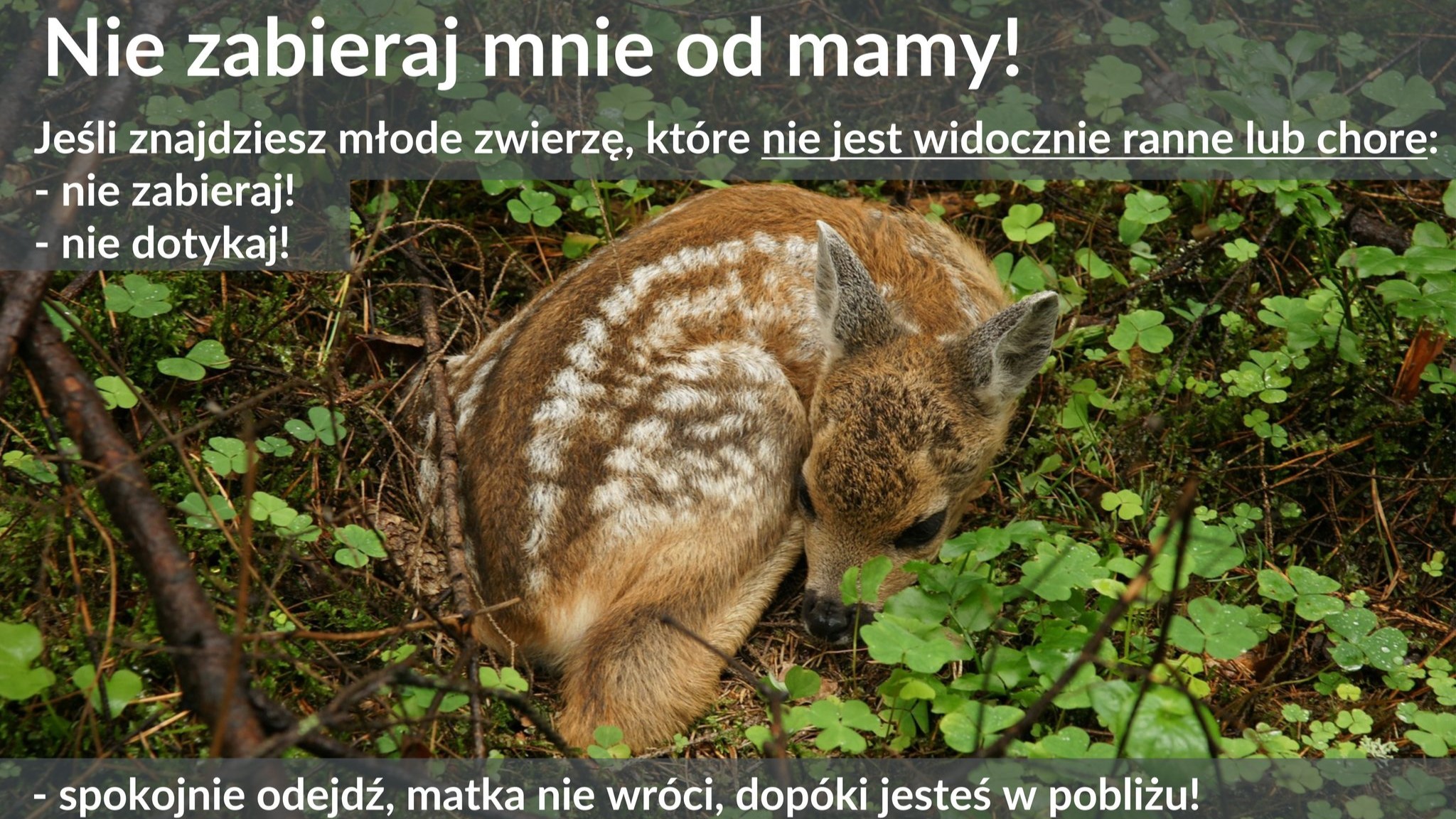 Nie zabierajmy młodych zwierząt z lasu – apelują przyrodnicy