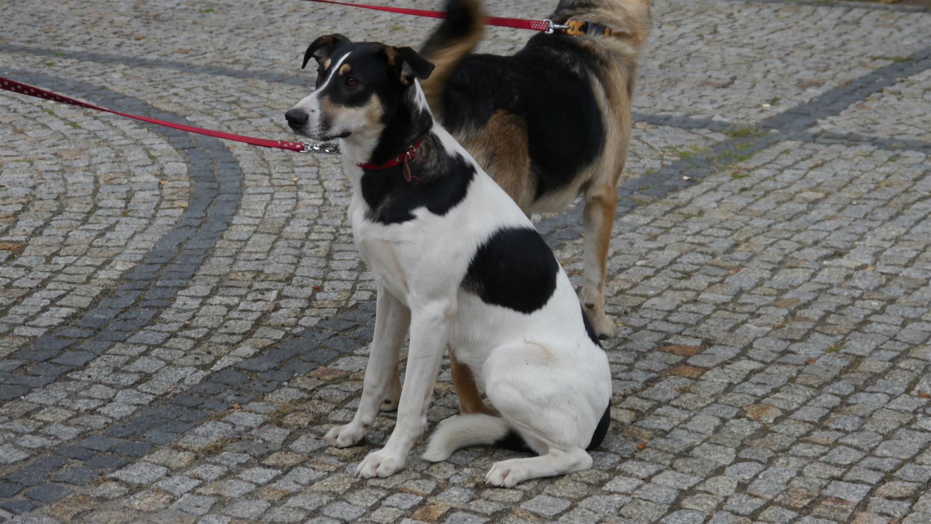 Wystawa psów nierasowych w Suwałkach