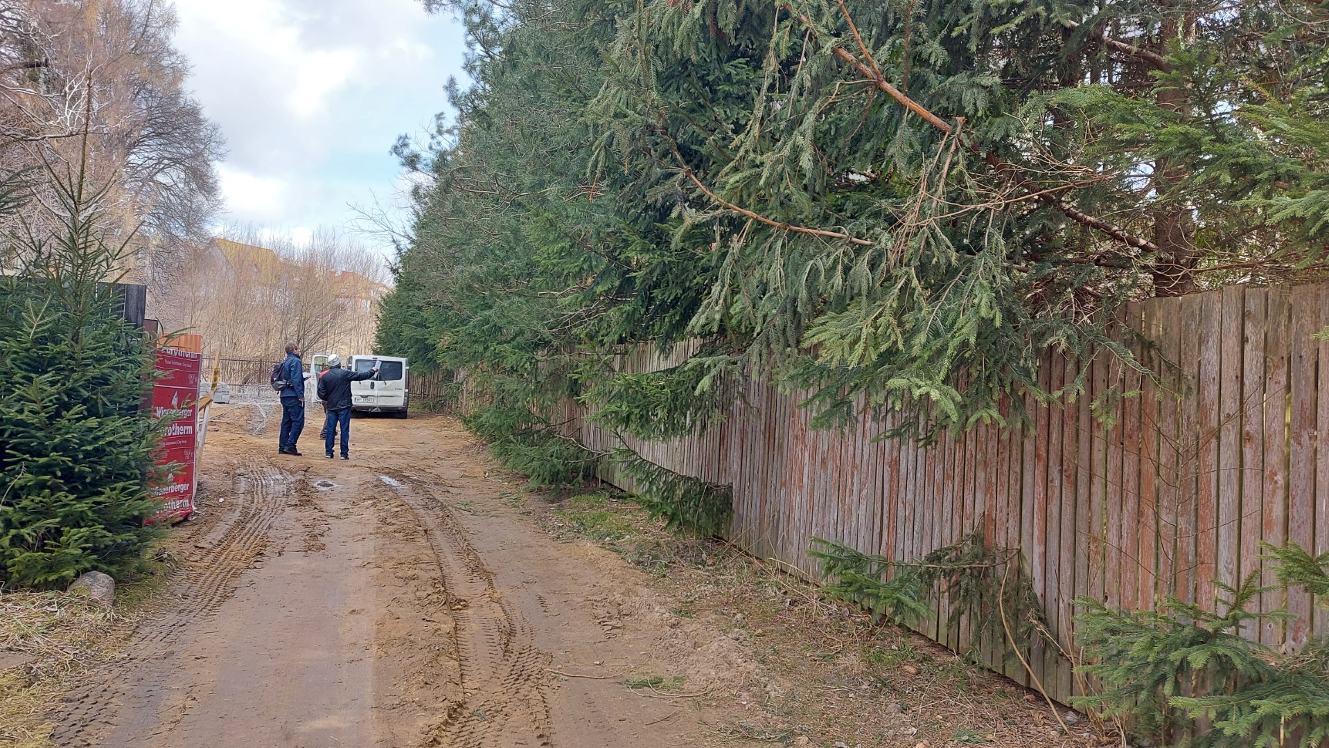 Wyrokiem sadu suwalczanin ma przyciąć kilkadziesiąt drzew
