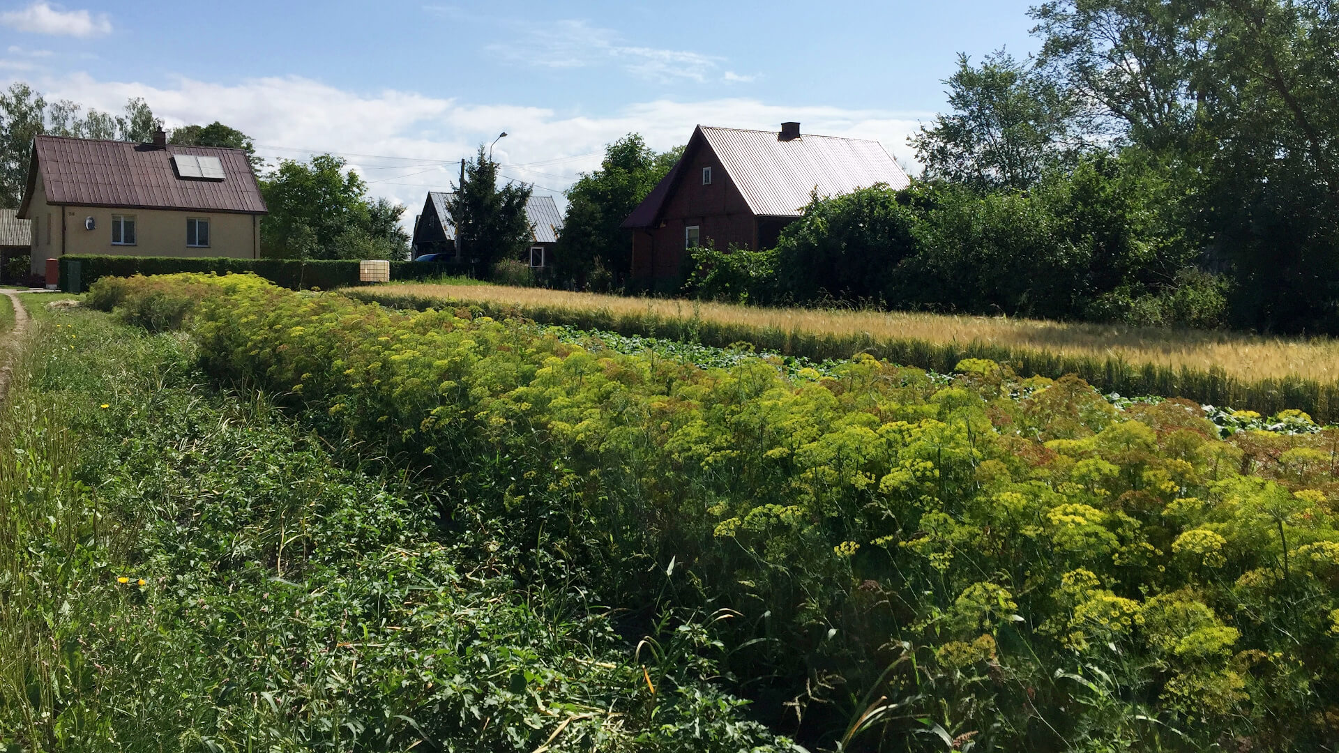 Jeśli ogórki, to tylko z Kruszewa