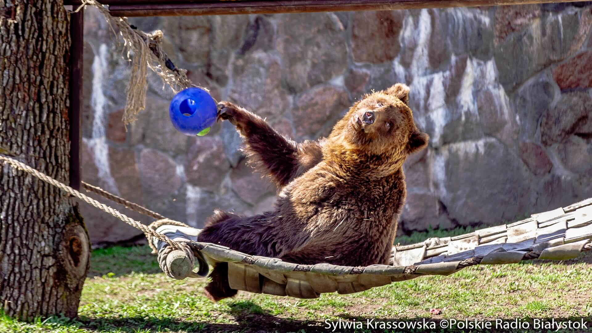 W białostockim zoo zamieszkały dwa niedźwiedzie brunatne - Chip i Dale [zdjęcia, wideo]