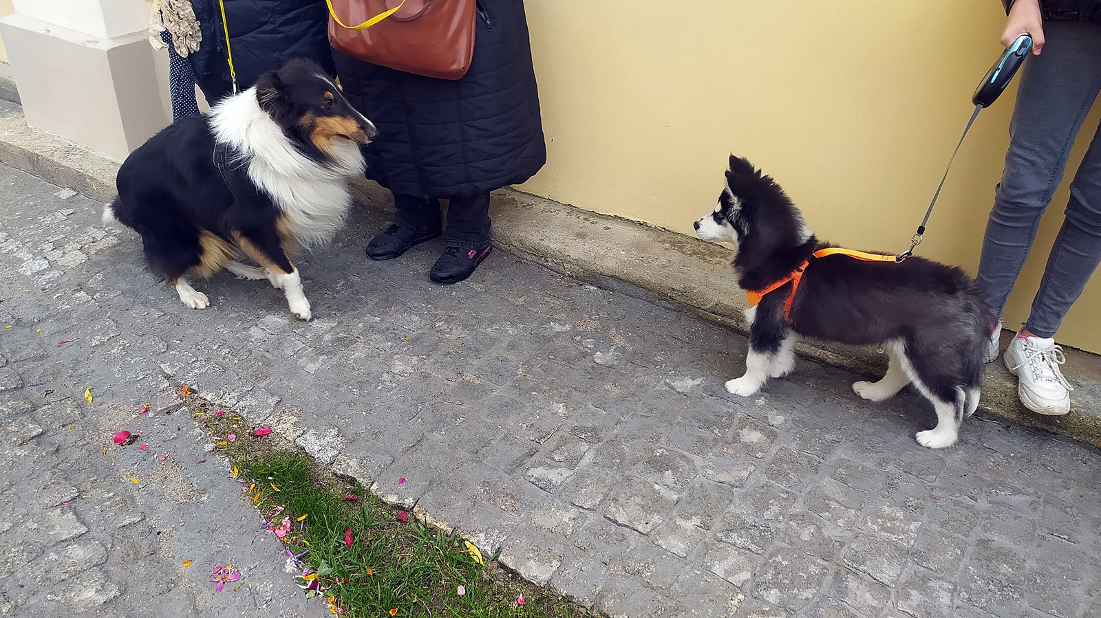 Msza z błogosławieństwem dla zwierząt w Choroszczy
