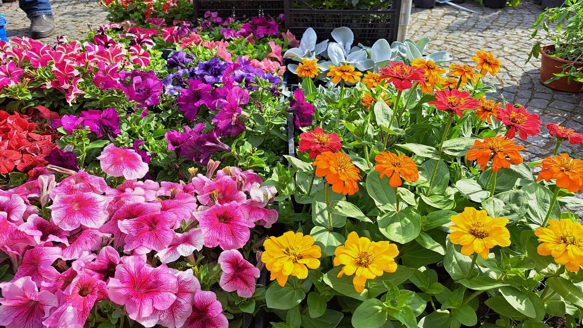 Jarmark ogrodniczy "Kresowy Ogród" - festiwal roślin i rękodzieła