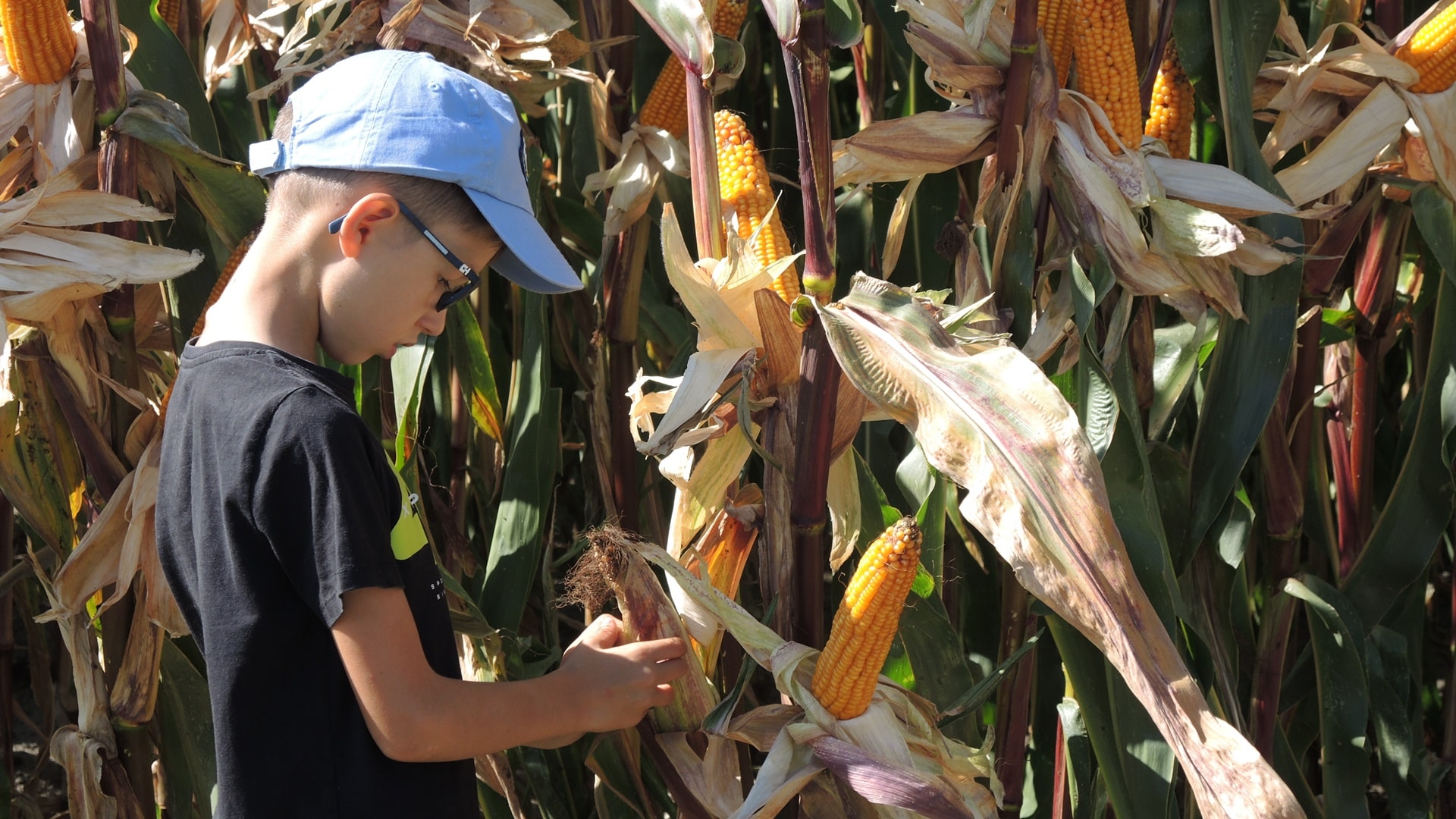 W Szepietowie trwa Krajowy Dzień Kukurydzy