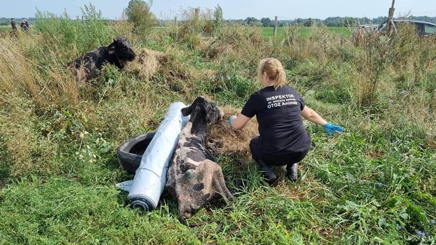Krowy z okolic Pisza przetrzymywane w tragicznych warunkach trafiły do gospodarstwa na Podlasiu
