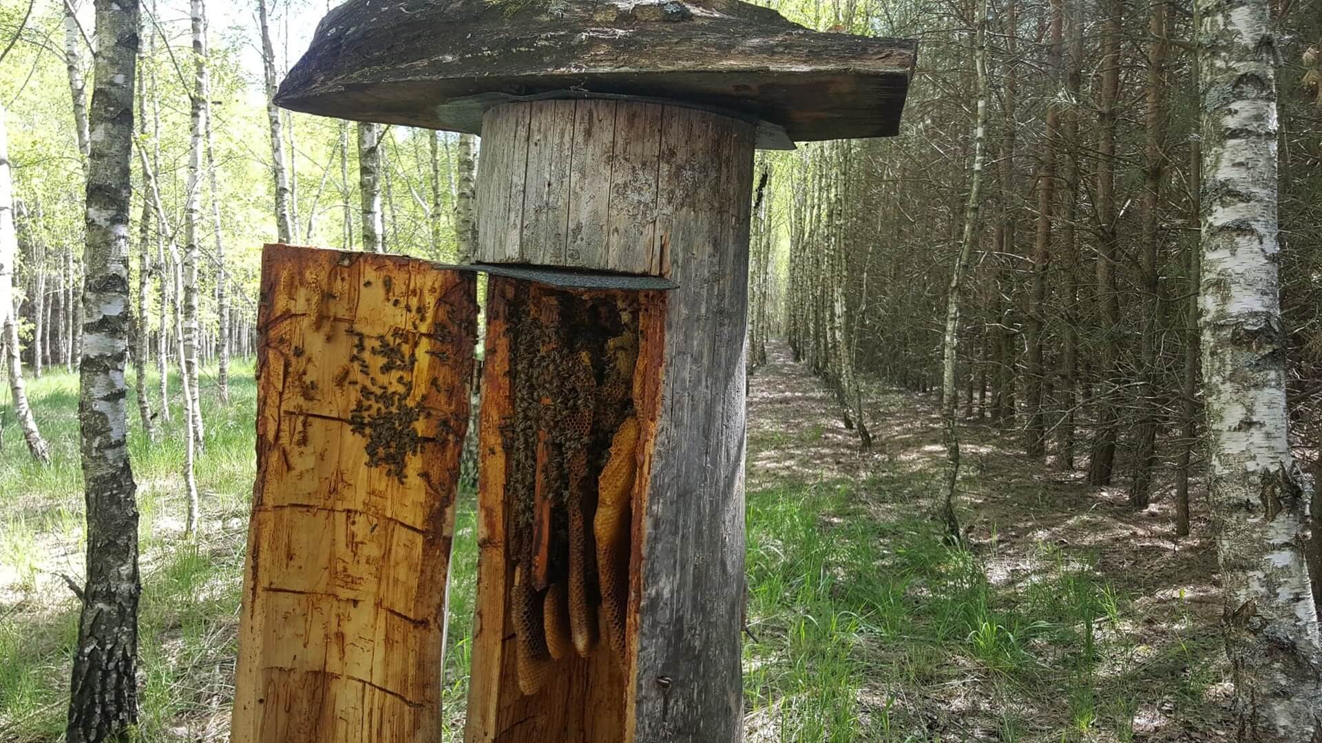 "Słodkie dziedzictwo" - reportaż Anety Gałaburdy i Alicji Pietruczuk