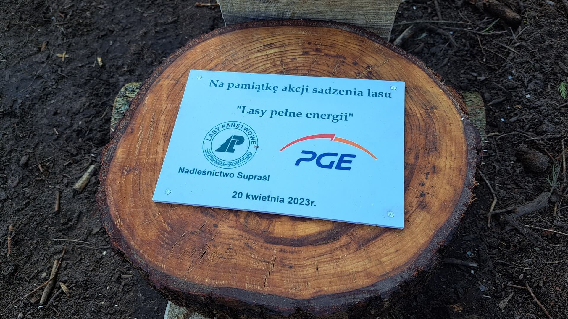 Rozpoczęła się ogólnopolska akcja "Lasy pełne energii" - w okolicach Supraśla posadzono świerki