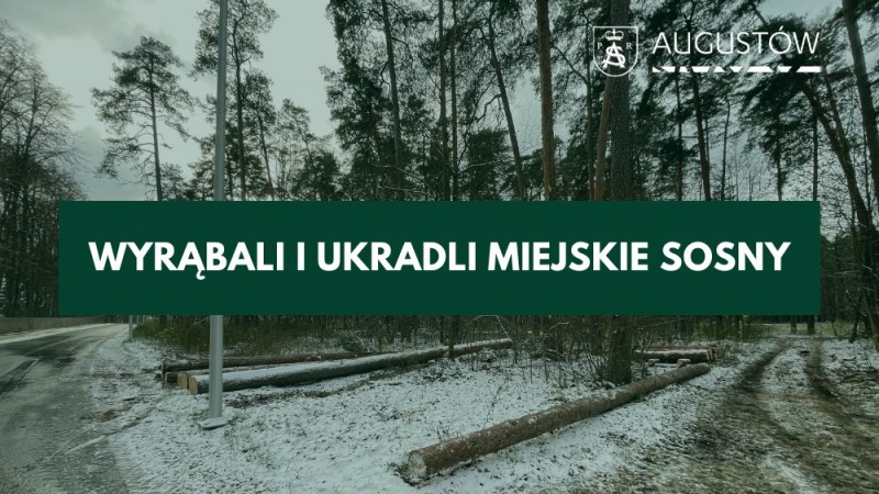 Augustowskie nadleśnictwo nie ukradło miastu drzew. Stwierdziła tak miejscowa prokuratura