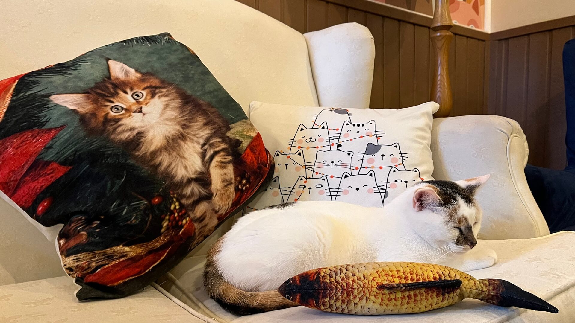 Fundacja Kotkowo rozpoczęła zbiórkę pod hasłem "Zostań Kotołajem”