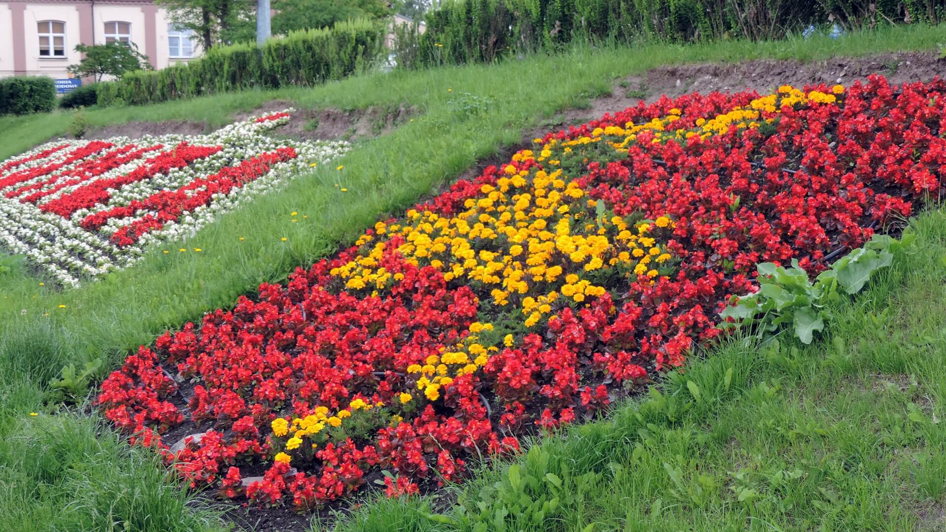 Nowe nasadzenia w Łomży - to m.in. 35 tys. jednorocznych kwiatów