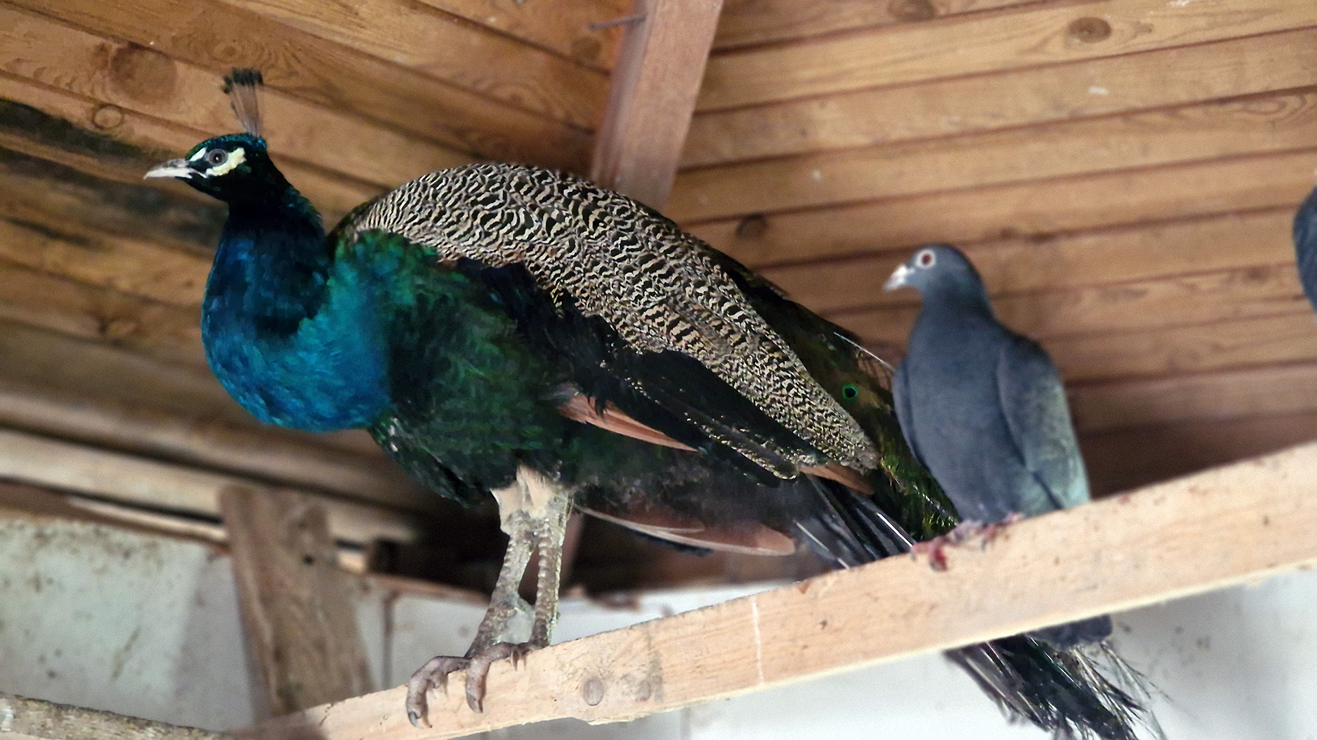 Kilkadziesiąt żywych zwierząt można oglądać w szopce w parafii św. Andrzeja Boboli w Łomży