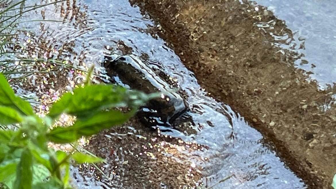 Minę przeciwpiechotną znaleziono wczoraj w Augustowie na plaży Budowlani