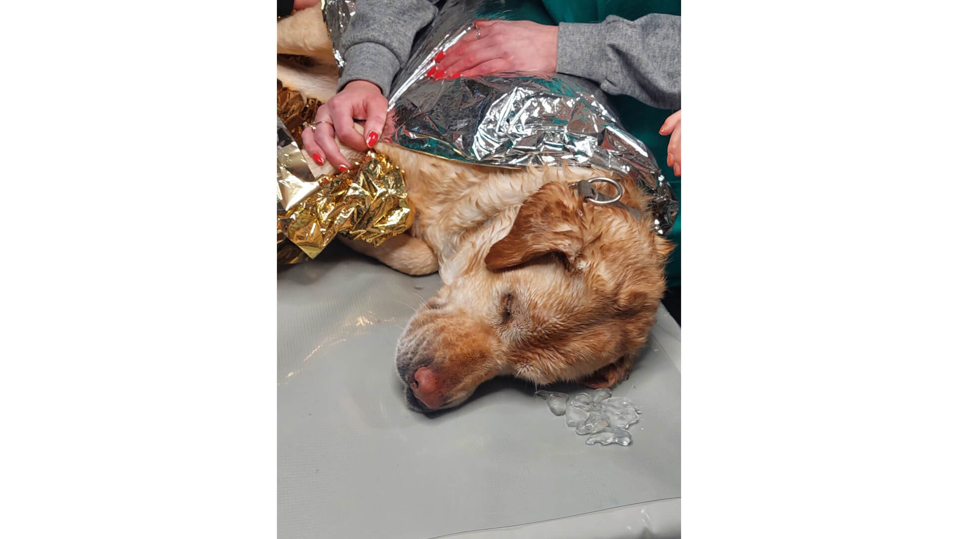 Strażacy uratowali psa, który nie mógł wydostać się z rzeki Narew