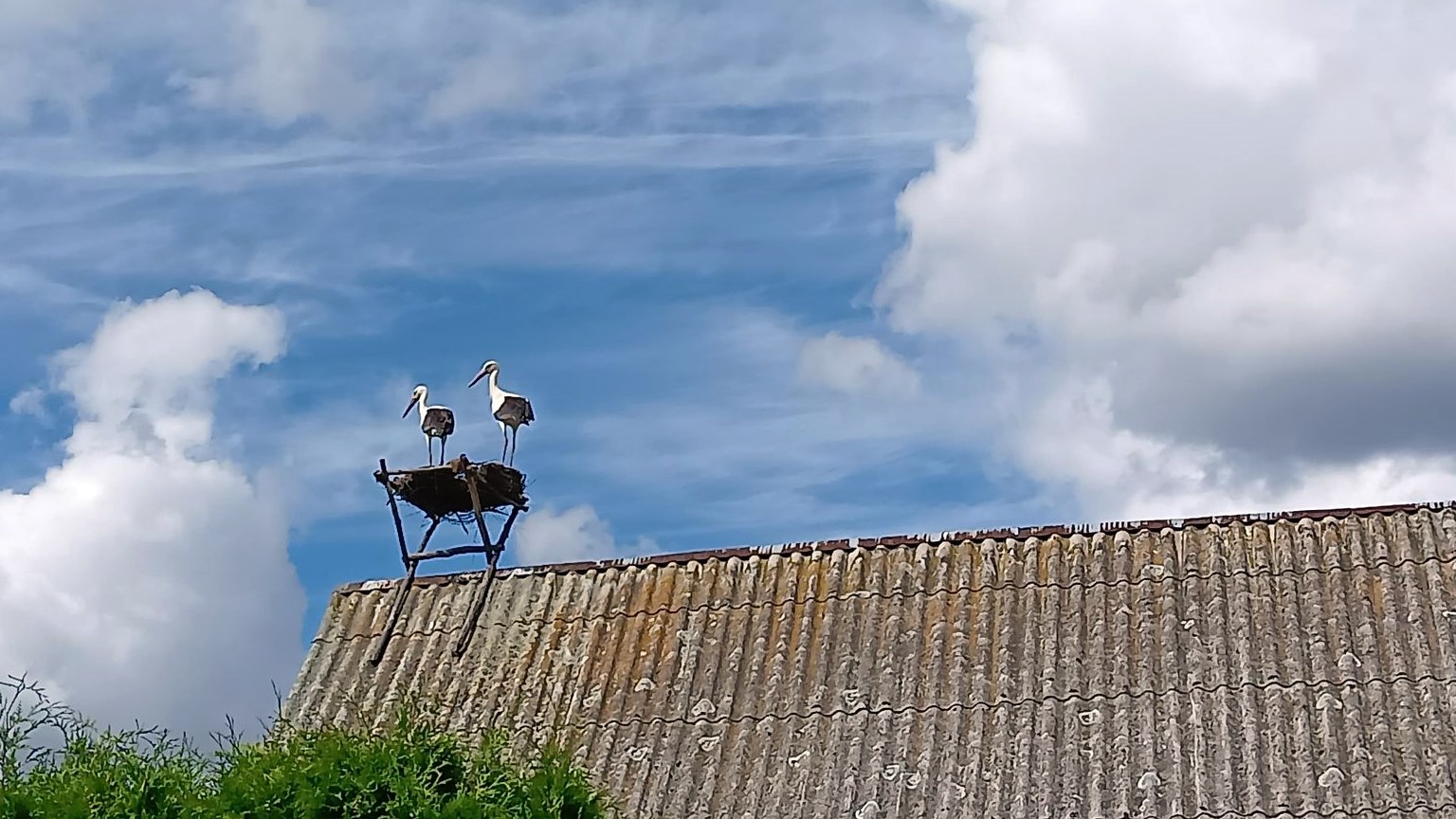 Ktoś strzelał do bocianów pod Sokółką
