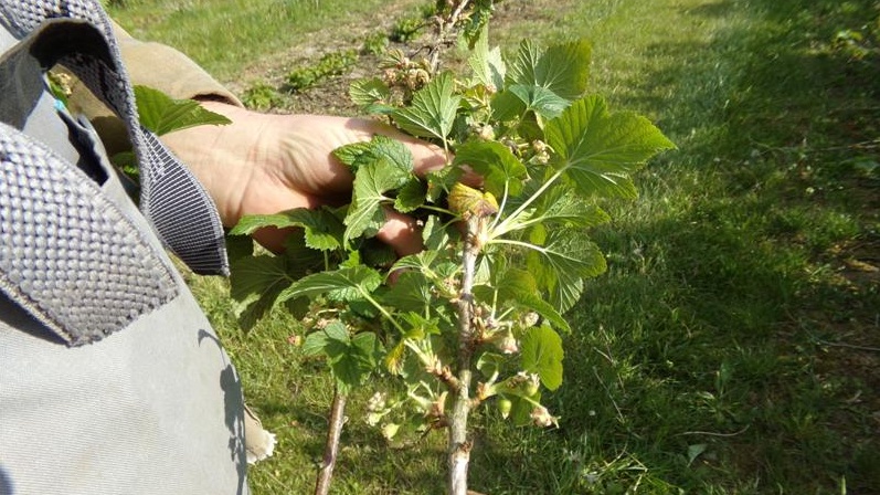 Są już pierwsze skutki przymrozków