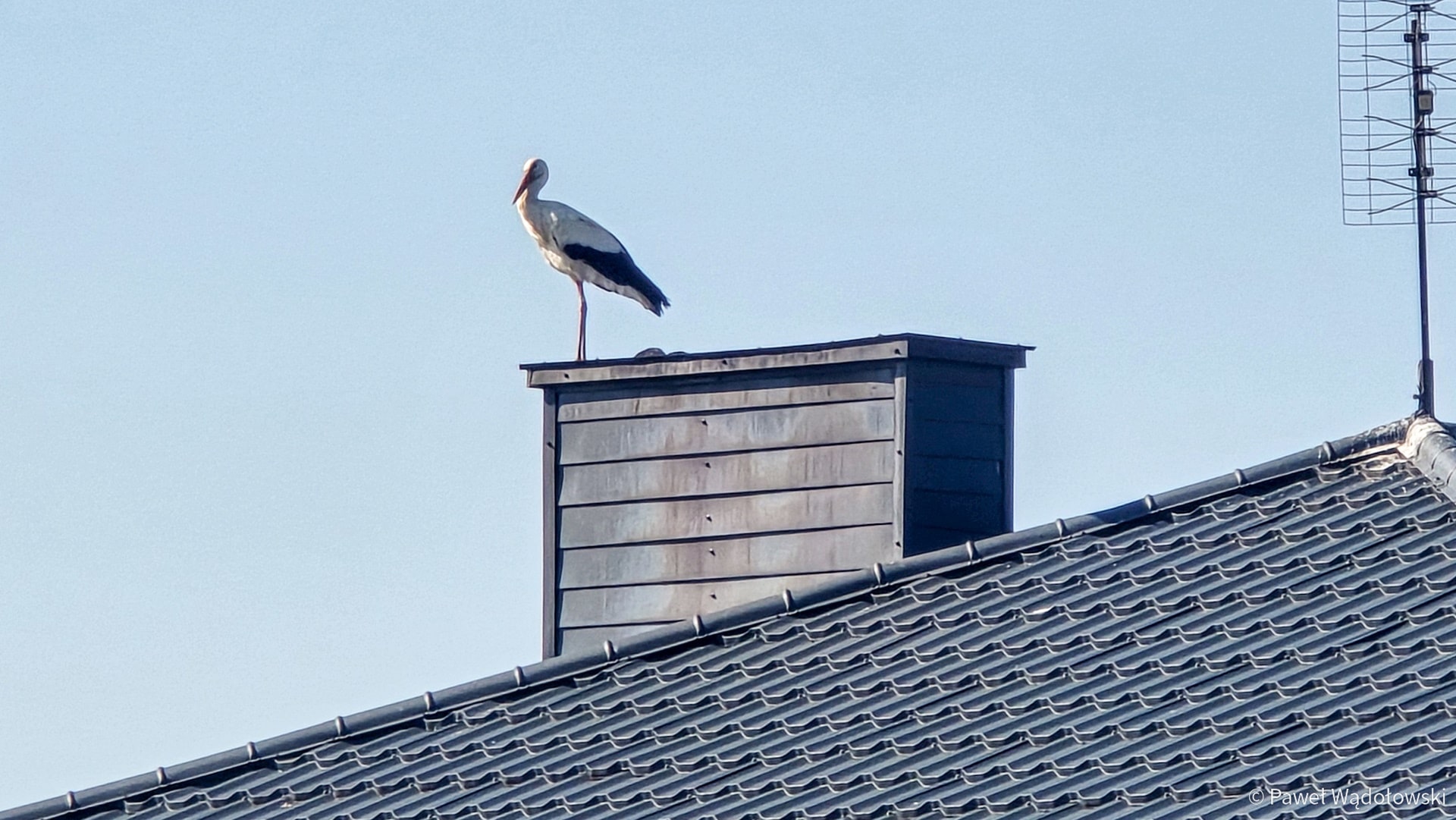 To już na pewno wiosna. Przyleciały pierwsze bociany