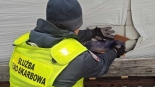 Źródło: Podlaska KAS